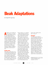 Beak Adaptations