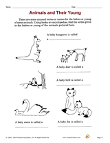 Animals and Their Young