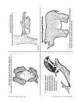 Some Endangered Animals Little Books