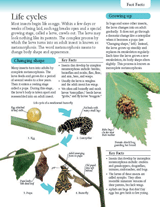 Insect Life Cycles