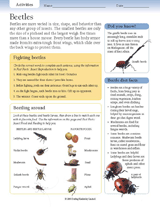 Beetles